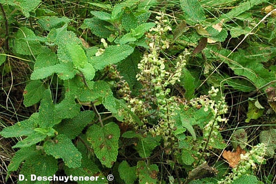 Teucrium scorodonia (germandrée scorodoine)